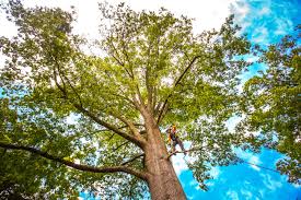 Best Fruit Tree Pruning  in Goldstream, AK