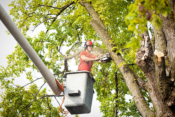 How Our Tree Care Process Works  in  Goldstream, AK